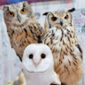 Meet your Posher, Janet